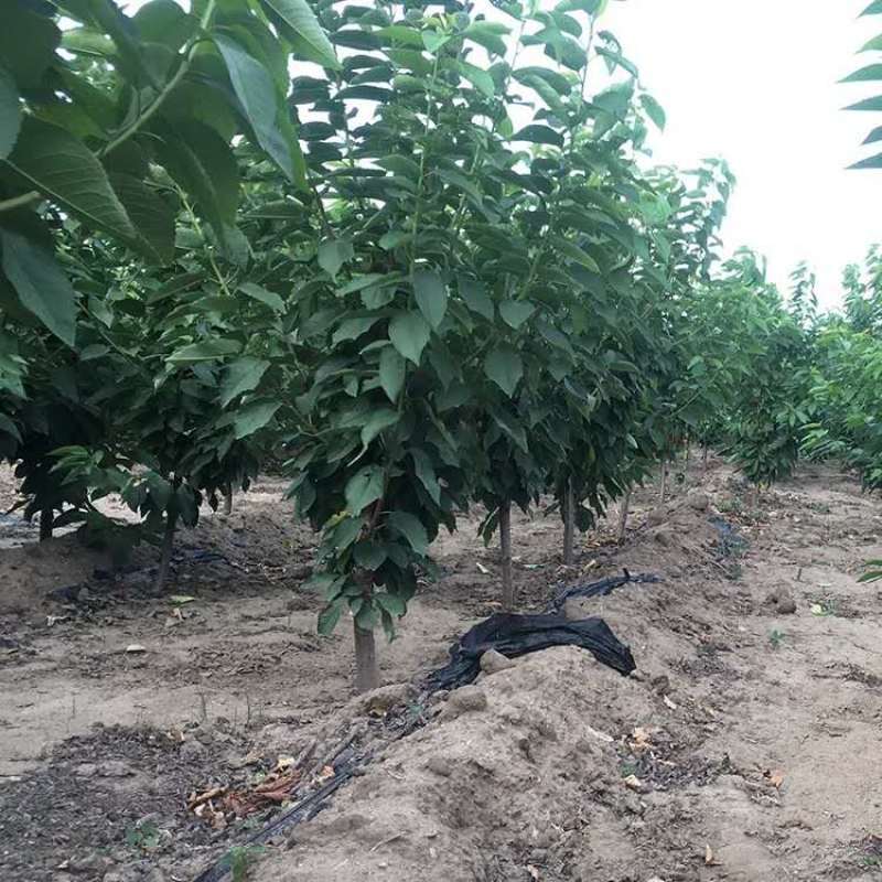 🍒【技术指导】黑珍珠樱桃苗✔包纯包品种✔基地直销
