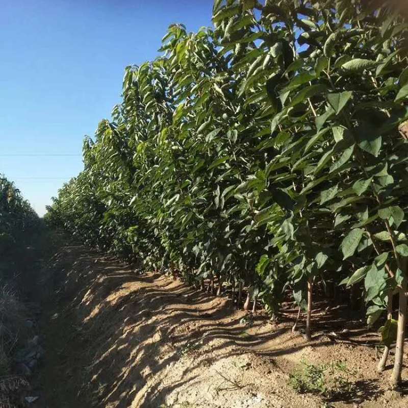 🍒【技术指导】黑珍珠樱桃苗✔包纯包品种✔基地直销