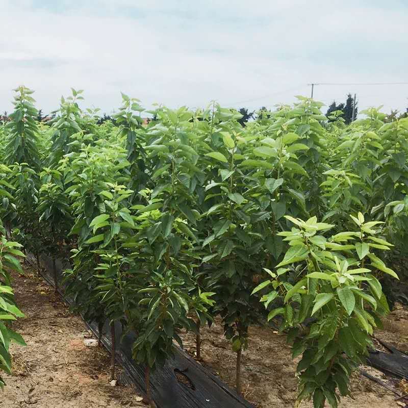🍒【技术指导】黑珍珠樱桃苗✔包纯包品种✔基地直销