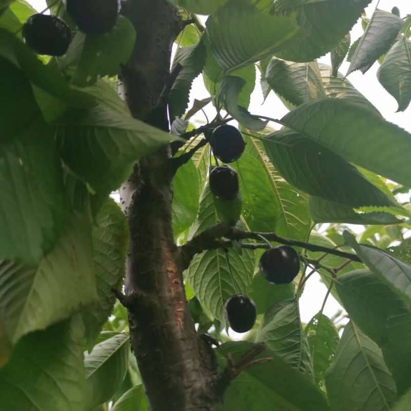 🍒【技术指导】黑珍珠樱桃苗✔包纯包品种✔基地直销