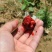 🍒【技术指导】黑珍珠樱桃苗✔包纯包品种✔基地直销