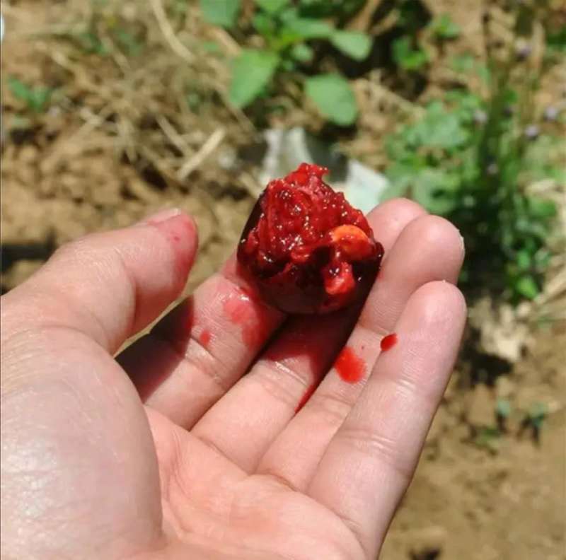🍒【技术指导】黑珍珠樱桃苗✔包纯包品种✔基地直销