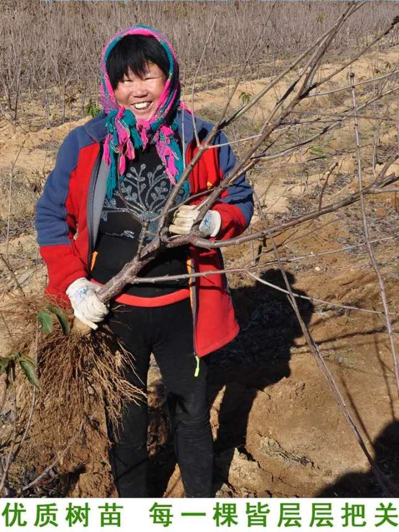 樱桃苗各种品种嫁接苗包品种基地直销技术指导