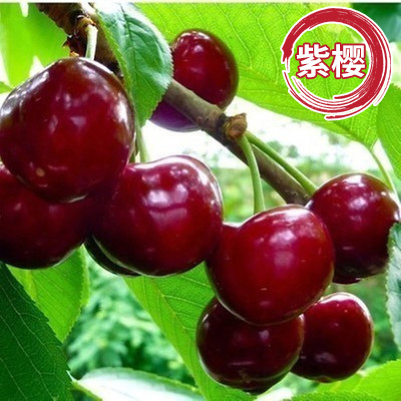 樱桃苗各种品种嫁接苗包品种基地直销技术指导