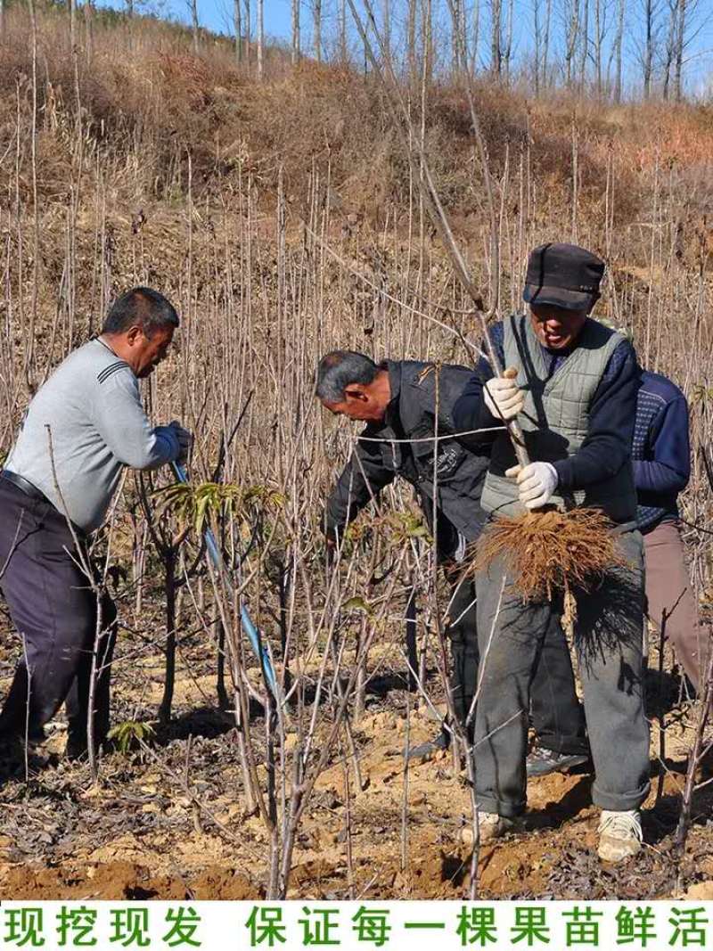 樱桃苗各种品种嫁接苗包品种基地直销技术指导