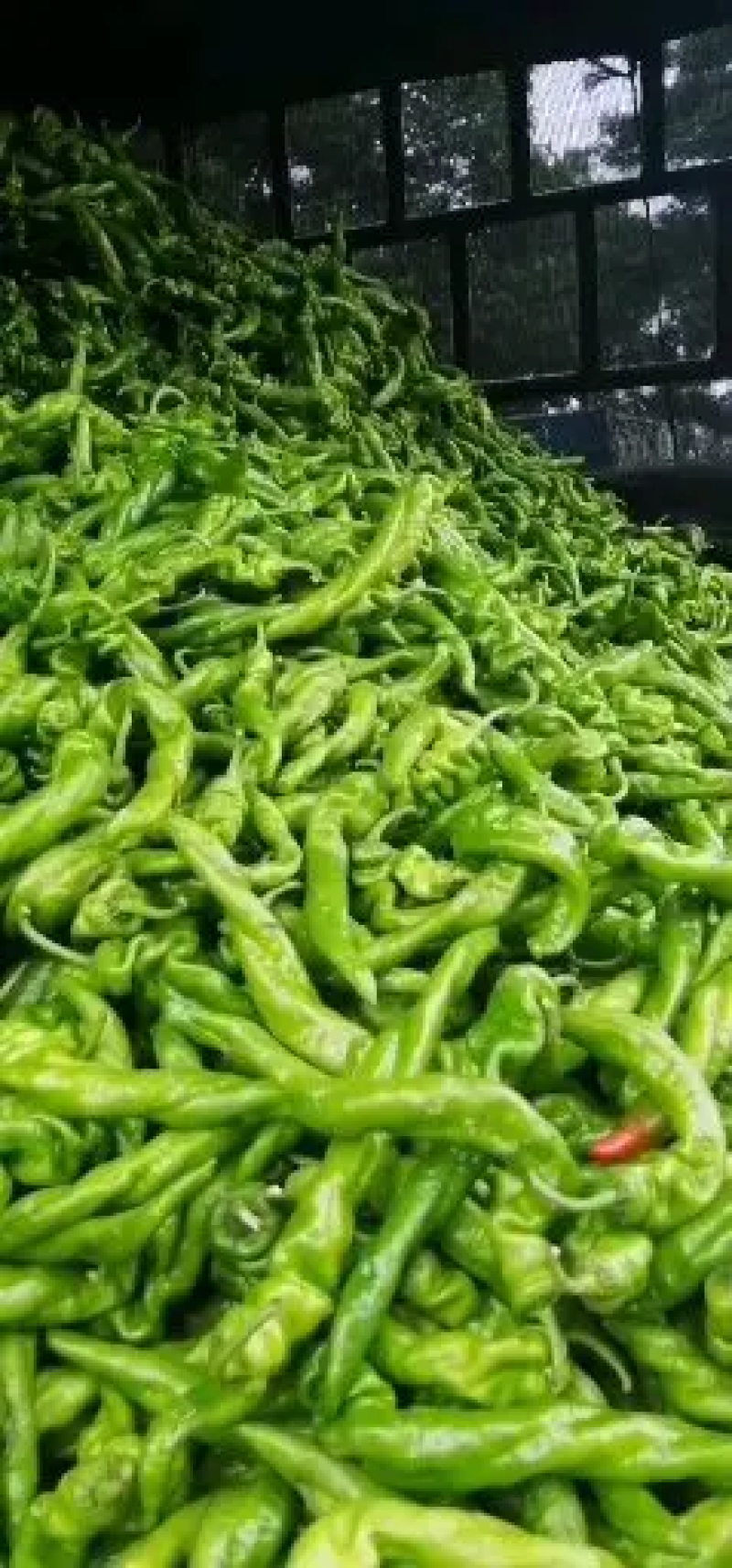辣椒大量有货，欢迎各位老板前来发财。质量保证，信誉第一。