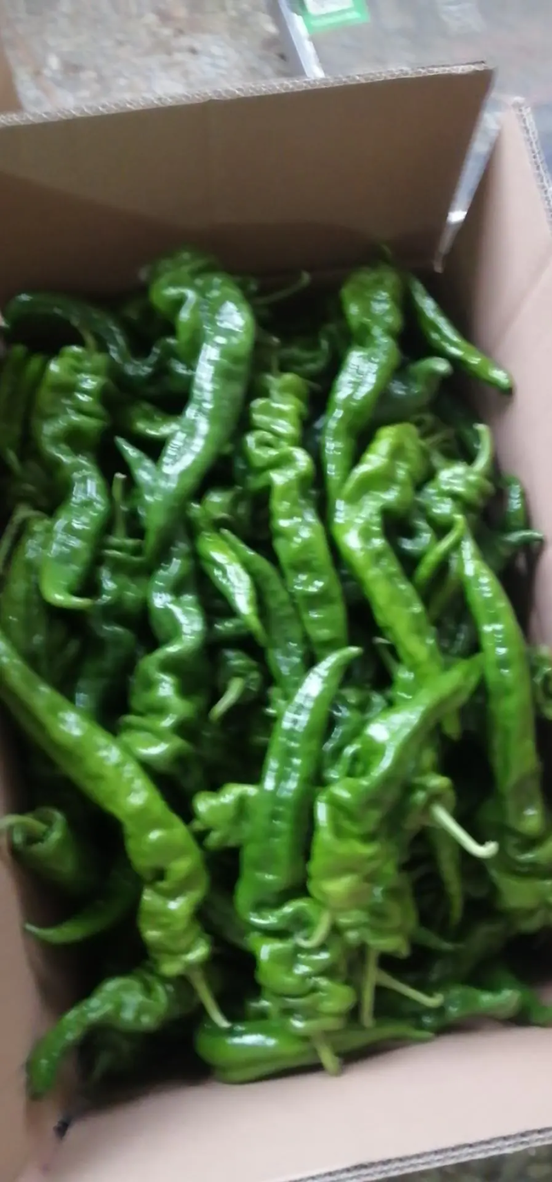 辣椒大量有货，欢迎各位老板前来发财。质量保证，信誉第一。