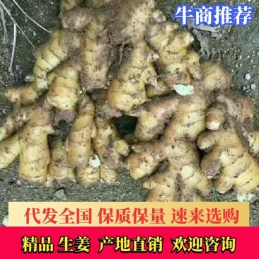 山东窖藏优质生姜，姜母一手货源产地现货，视频看货