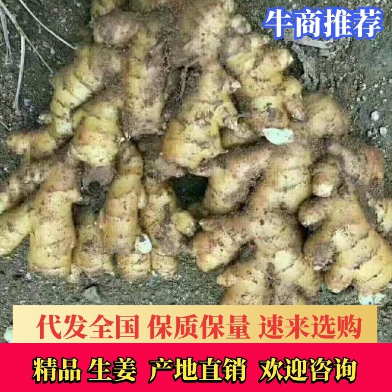 山东窖藏优质生姜，姜母一手货源产地现货，视频看货