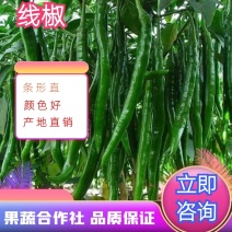 万亩蔬菜基地直供精品线椒条形直颜色好欢迎咨询
