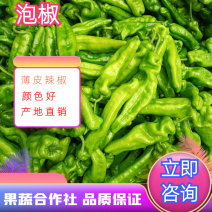 万亩蔬菜基地大量上市泡椒，泡椒个头大颜色亮欢迎致电咨询