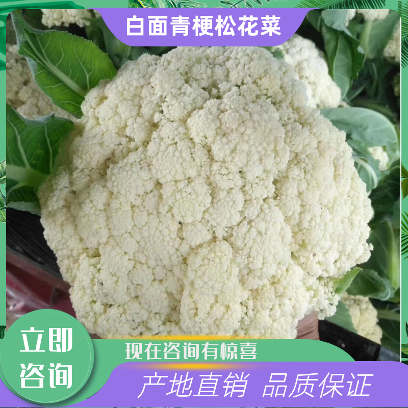 【抢购中】菜花白面青梗松花菜散花有机花
