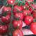 口感好小番茄苗圣女果苗千禧、釜山88小西红柿苗