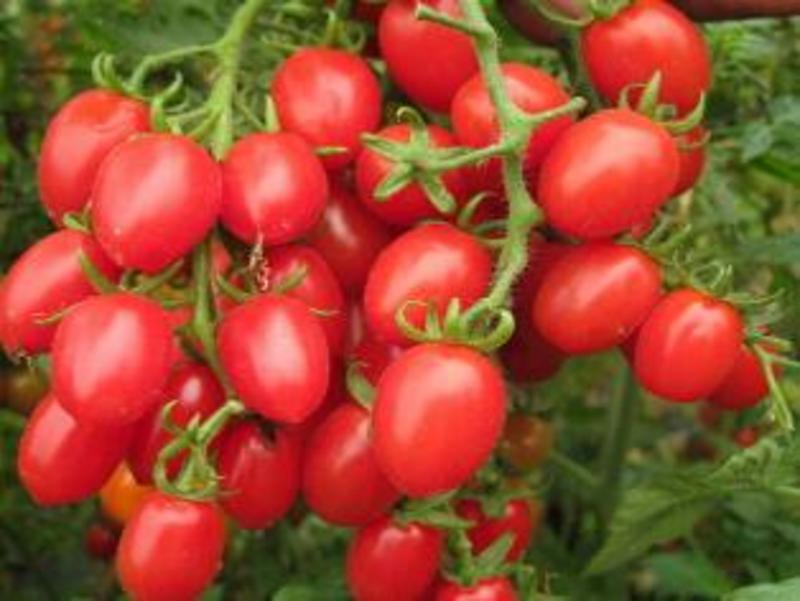 口感好小番茄苗圣女果苗千禧、釜山88小西红柿苗