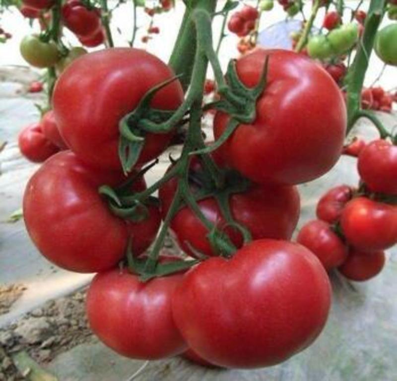 草莓西红柿苗铁皮柿子苗好口感品种带绿肩西红柿苗