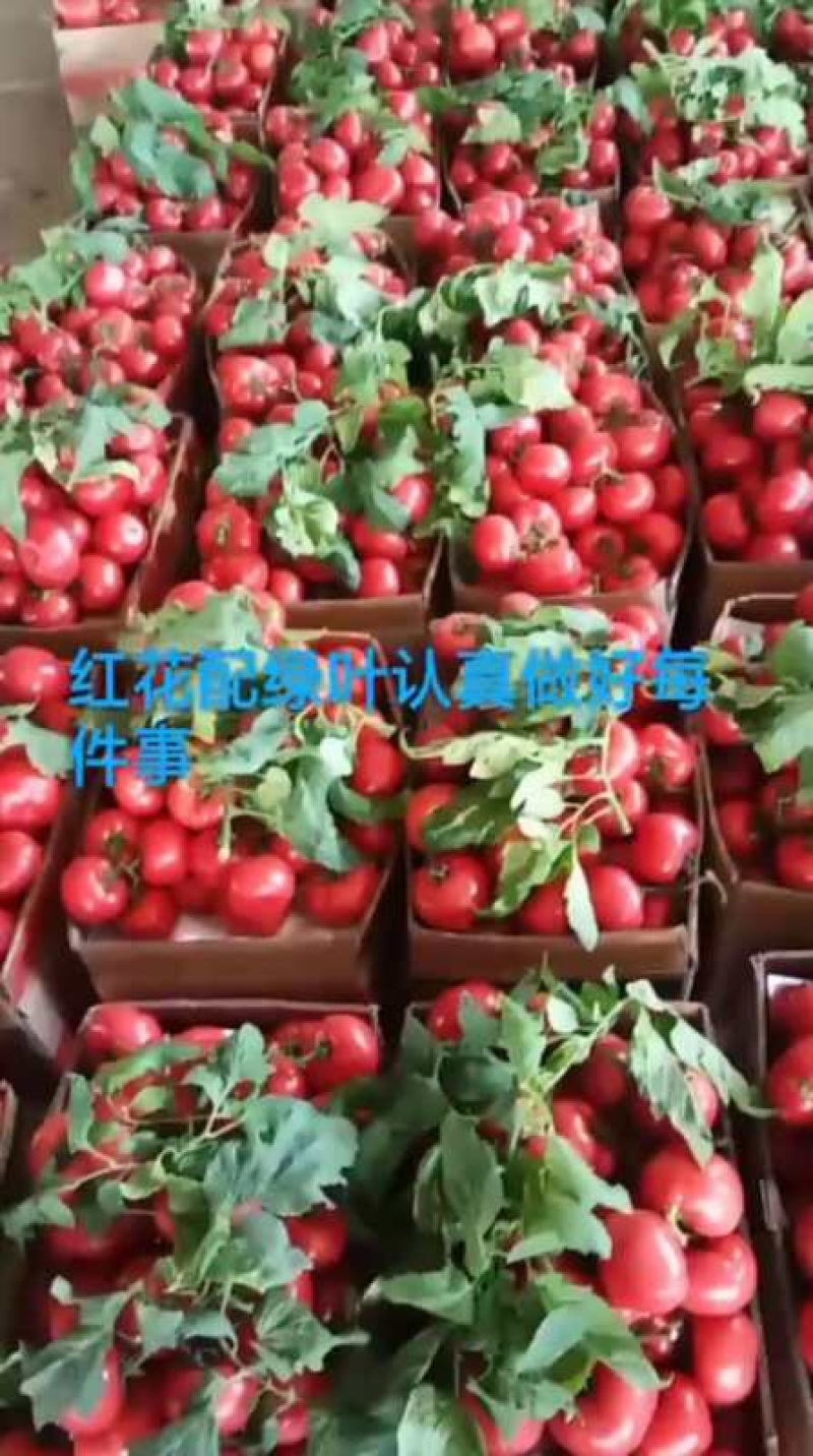 【精品】江苏硬粉西红柿果型好口感酸甜直供商超全国发货
