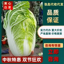 河南开白菜黄心大白菜玲珑黄秋宝北三号原产地直供