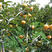 脆甜火晶磨盘柿子树苗南方北方种植阳台嫁接水果树苗盆栽四季