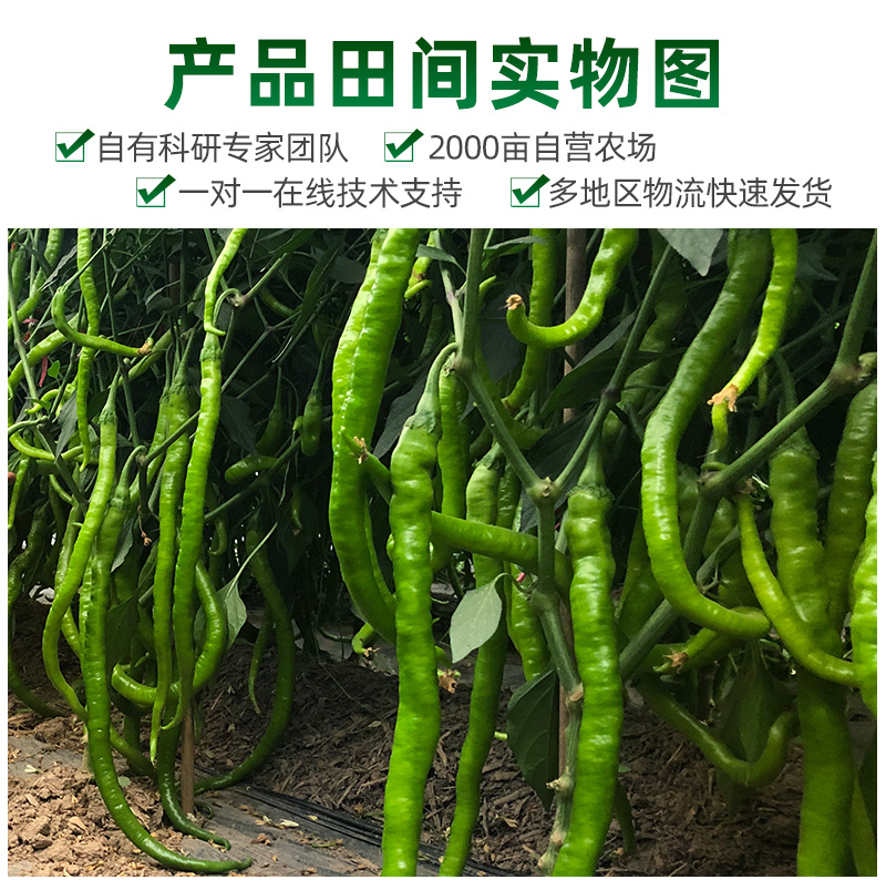 青丽1号微辣早熟线椒种子稳产丰产耐低温弱光性好