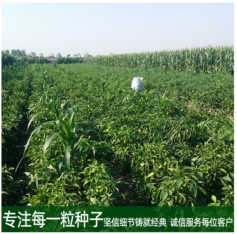 青丽1号微辣早熟线椒种子稳产丰产耐低温弱光性好