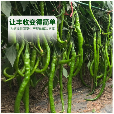 青丽1号微辣早熟线椒种子稳产丰产耐低温弱光性好