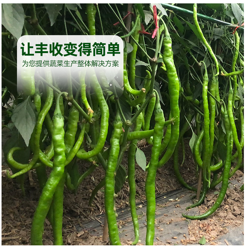 青丽1号微辣早熟线椒种子稳产丰产耐低温弱光性好