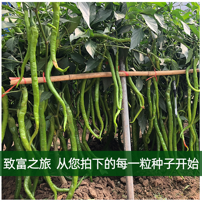 青丽1号微辣早熟线椒种子稳产丰产耐低温弱光性好