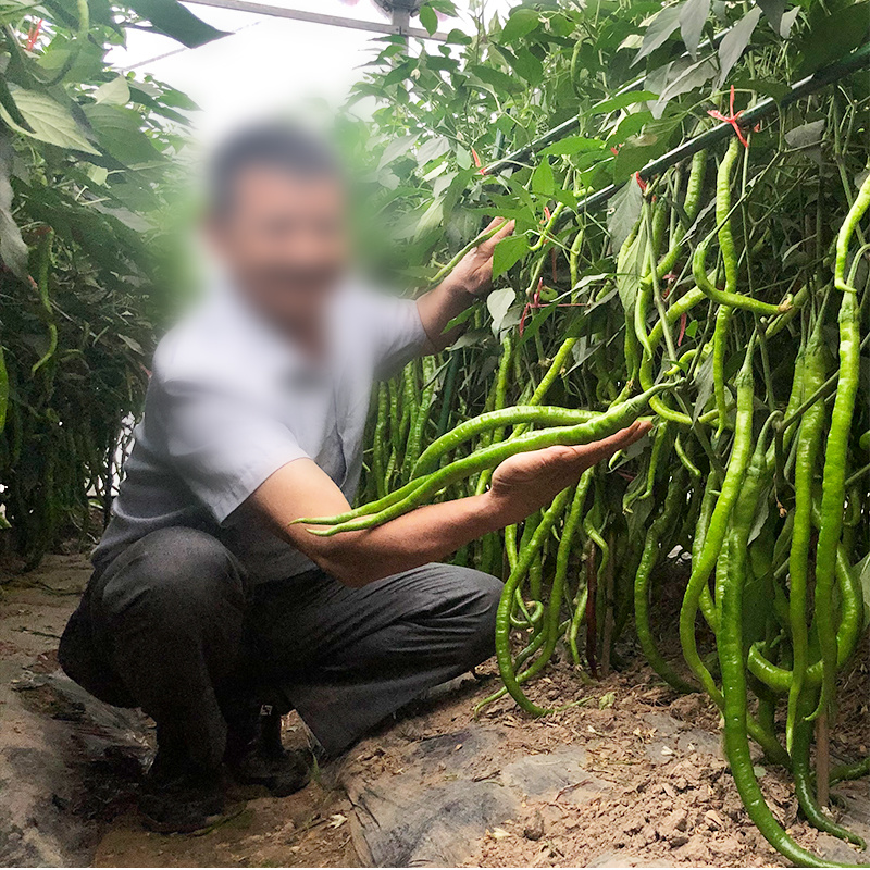 青丽1号微辣早熟线椒种子稳产丰产耐低温弱光性好