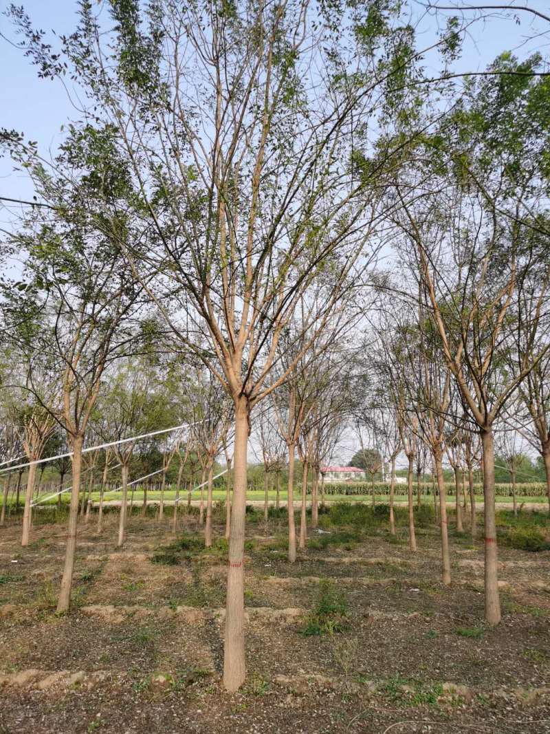 国槐绿化树河北苗木规格齐全量大从优！数量10万