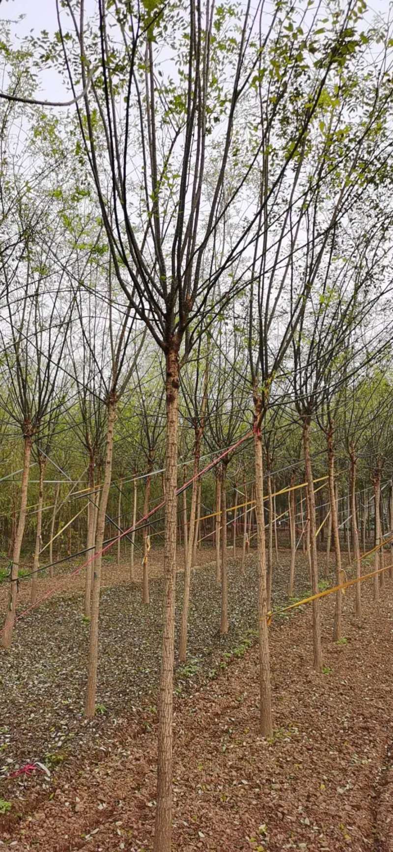 国槐绿化树河北苗木规格齐全量大从优！数量10万