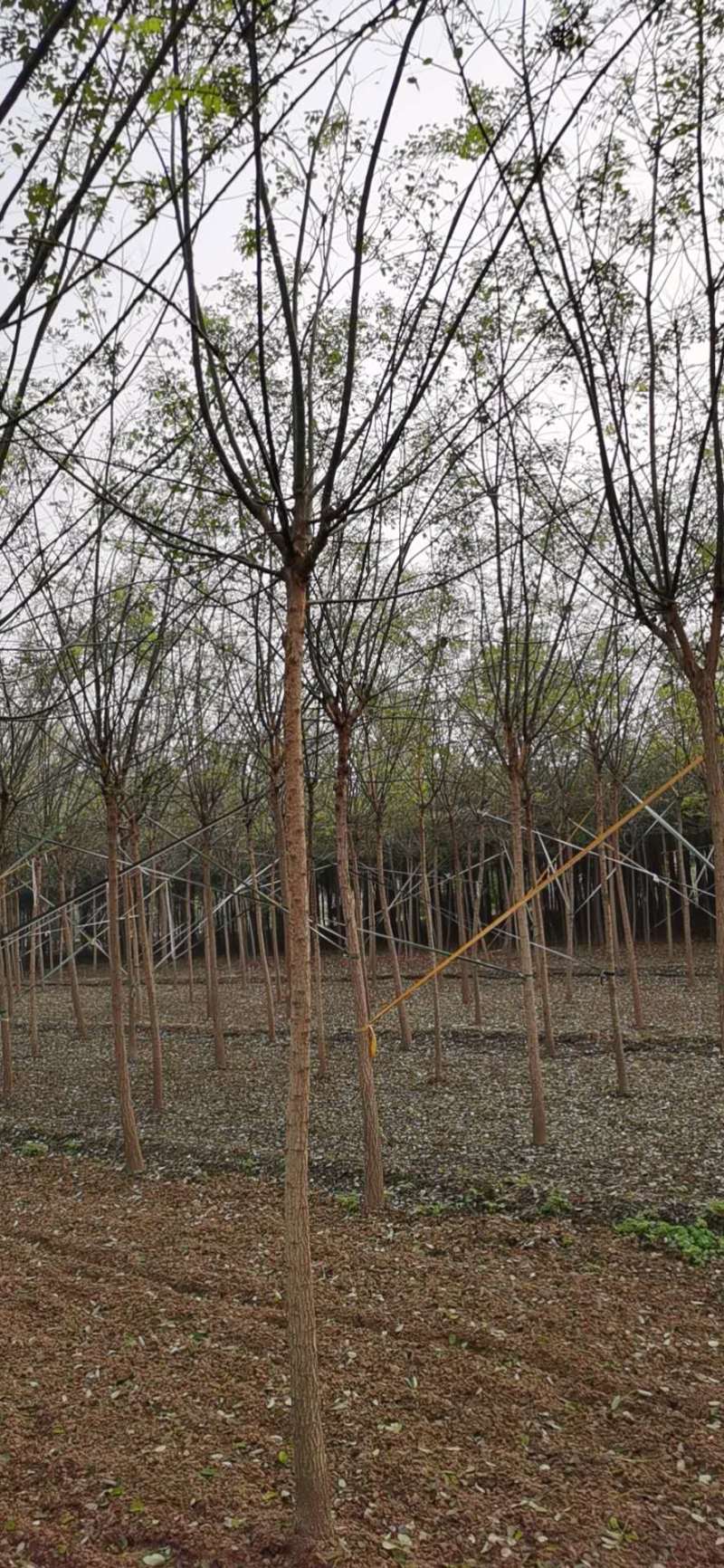国槐绿化树河北苗木规格齐全量大从优！数量10万