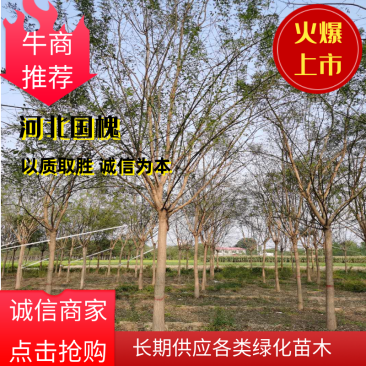 国槐绿化树河北苗木规格齐全量大从优!数量10万