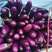 广茄，精品紫长茄，基地直发，一手货源，保质保量量大价优