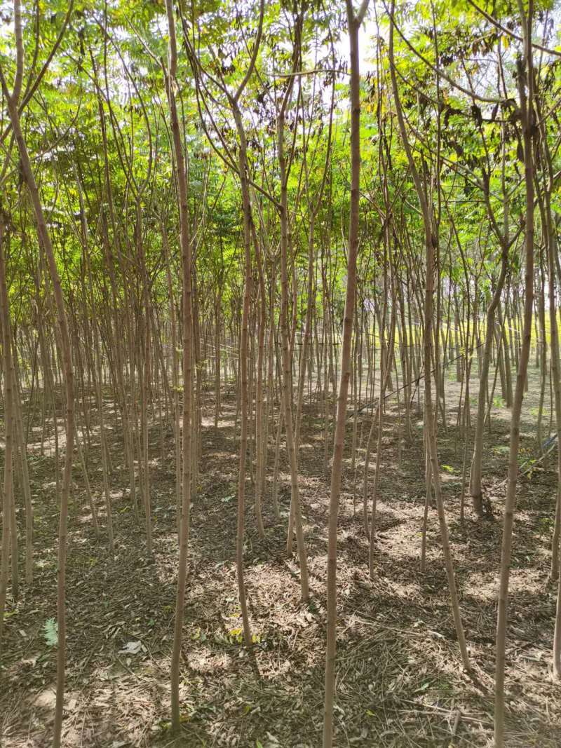 河北火炬树5-8公分12万基地直发无差价!