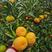 【精品】四川特早蜜橘大量上市！电商社区市场大量有货！