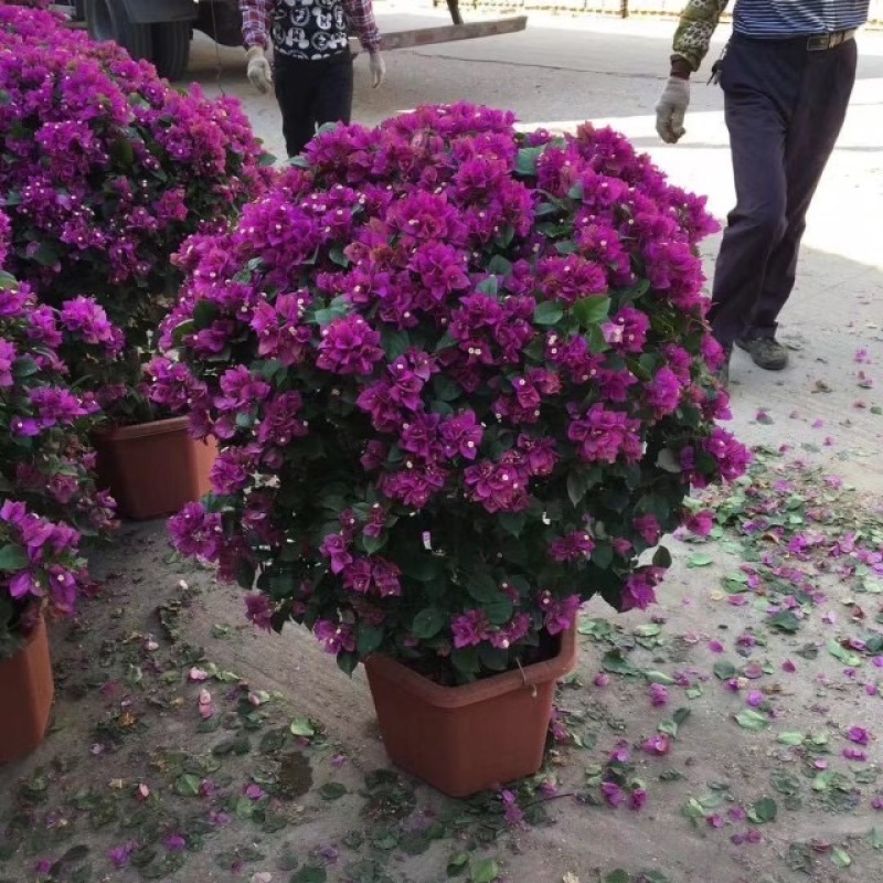 红花紫花多色花三角梅全国大型种植基地福建精品造型三角梅