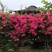 红花紫花多色花三角梅全国大型种植基地福建精品造型三角梅