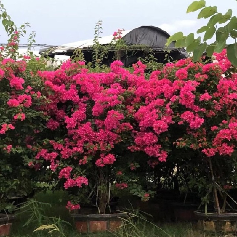 红花紫花多色花三角梅全国大型种植基地福建精品造型三角梅