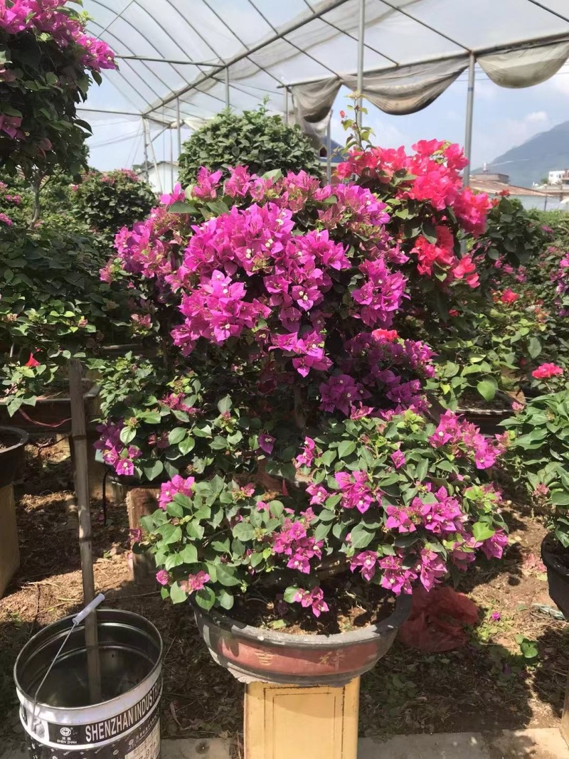 红花紫花多色花三角梅全国大型种植基地福建精品造型三角梅