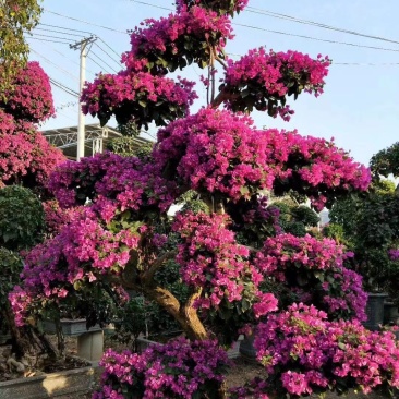 红花紫花多色花三角梅全国大型种植基地福建精品造型三角梅