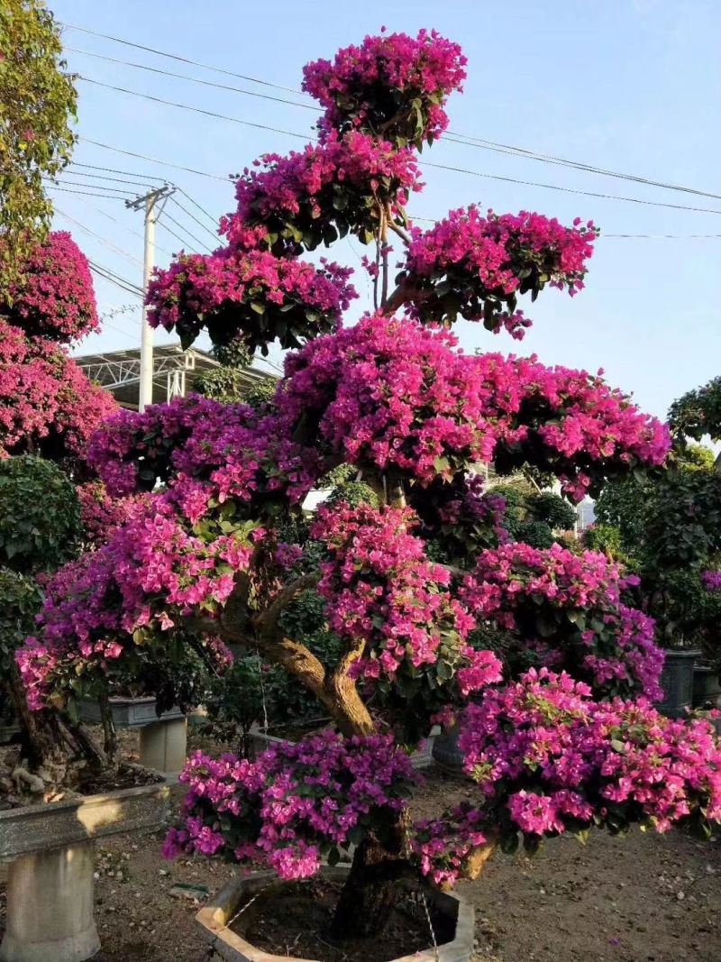 红花紫花多色花三角梅全国大型种植基地福建精品造型三角梅