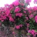 红花紫花多色花三角梅全国大型种植基地福建精品造型三角梅