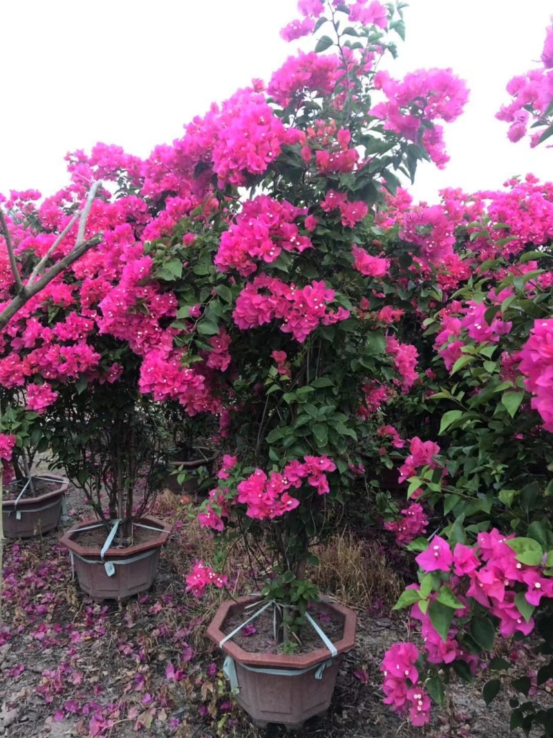 红花紫花多色花三角梅全国大型种植基地福建精品造型三角梅