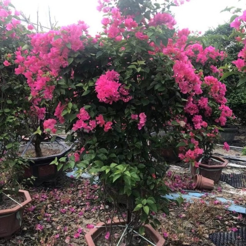 红花紫花多色花三角梅全国大型种植基地福建精品造型三角梅