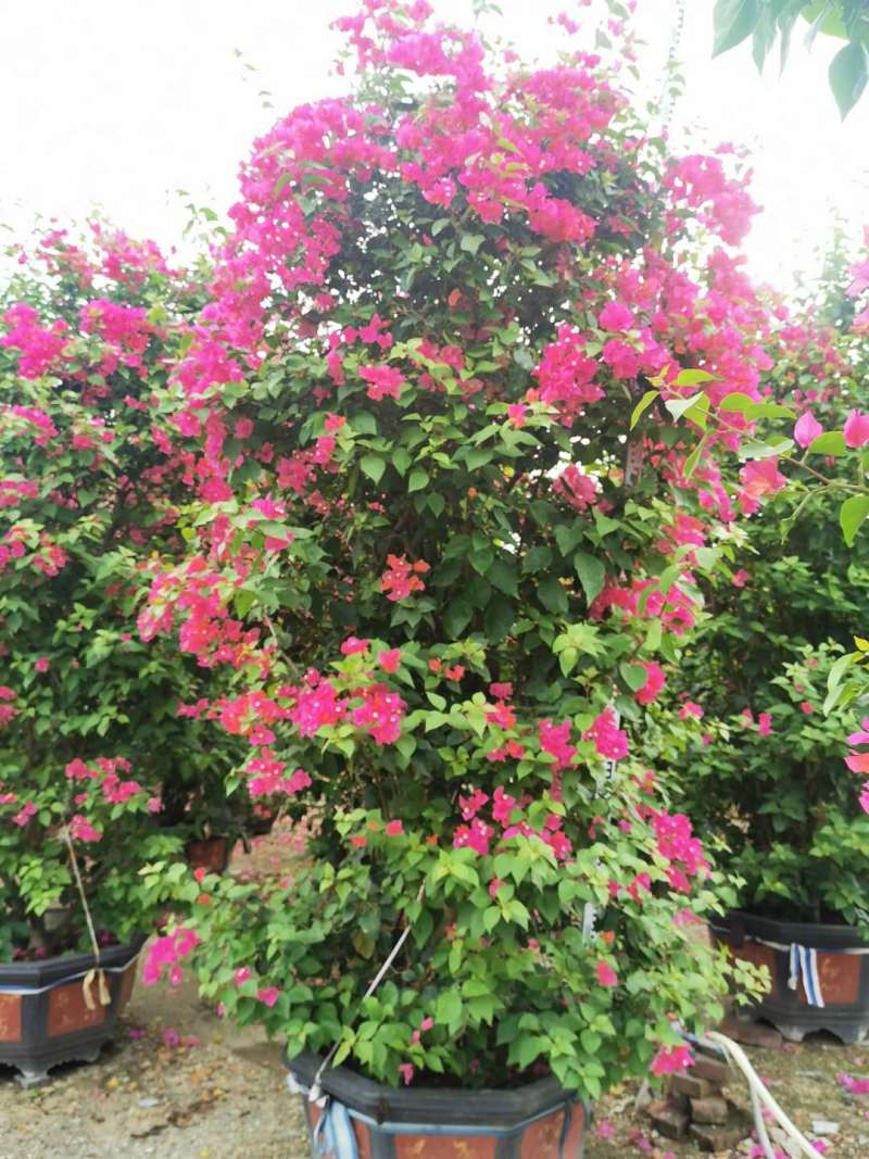 红花紫花多色花三角梅全国大型种植基地福建精品造型三角梅