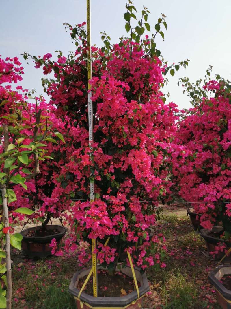 红花紫花多色花三角梅全国大型种植基地福建精品造型三角梅