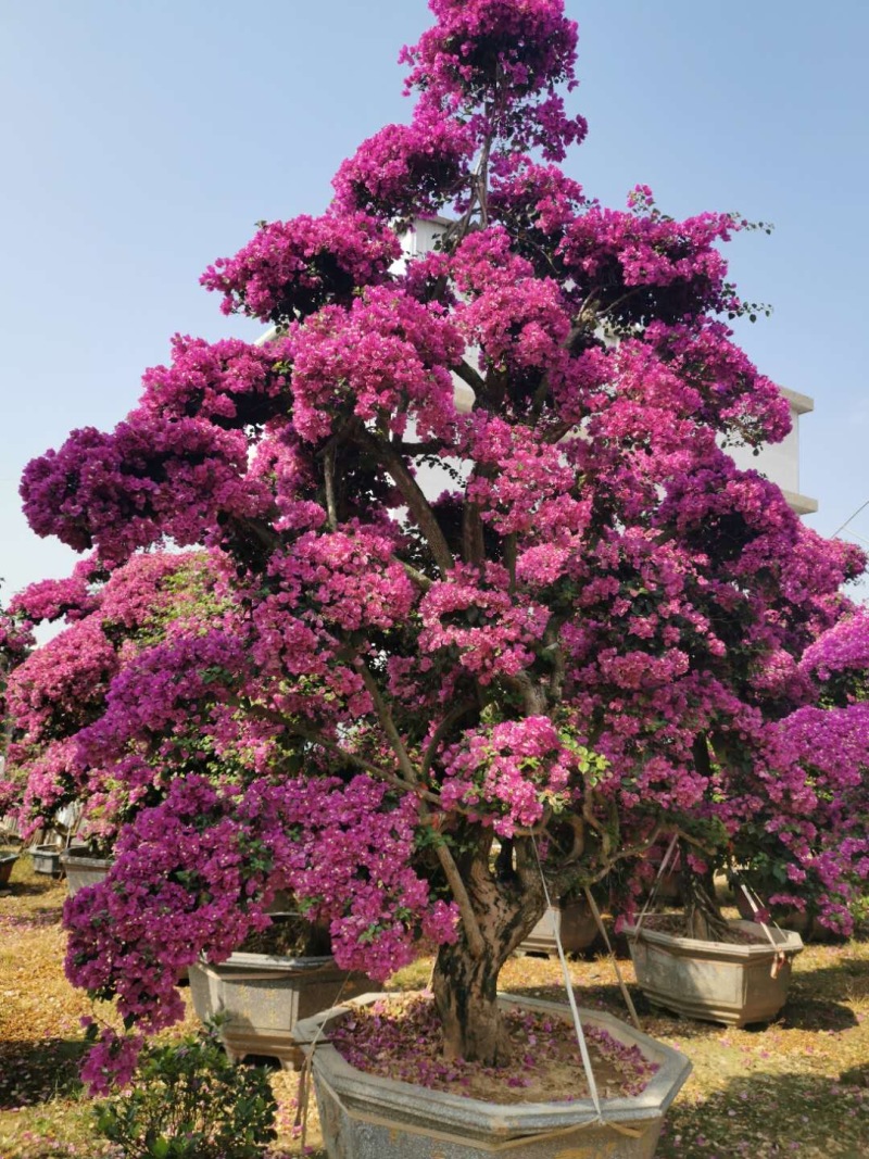 红花紫花多色花三角梅全国大型种植基地福建精品造型三角梅