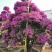 红花紫花多色花三角梅全国大型种植基地福建精品造型三角梅