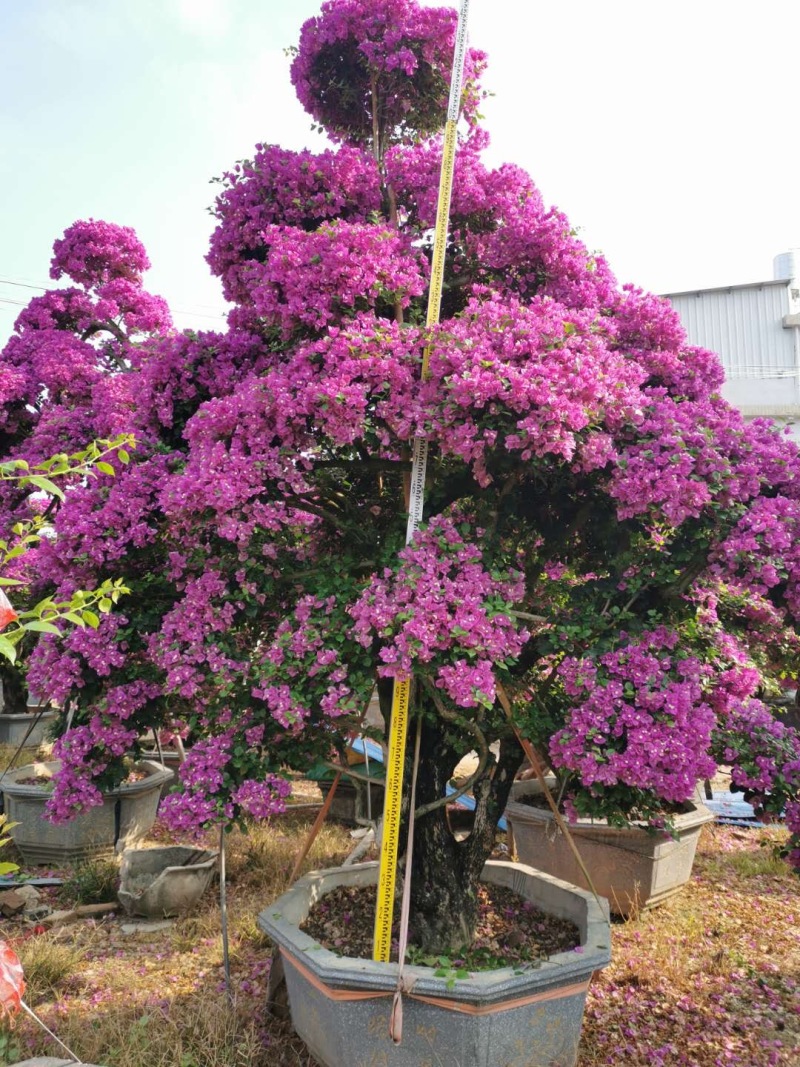 红花紫花多色花三角梅全国大型种植基地福建精品造型三角梅