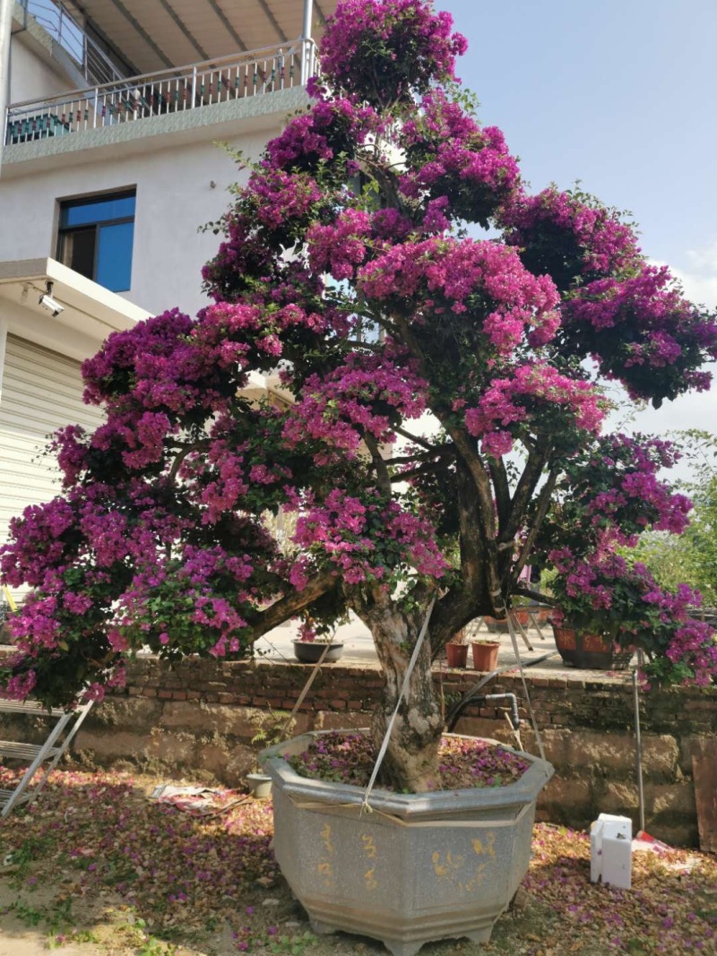 红花紫花多色花三角梅全国大型种植基地福建精品造型三角梅